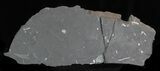 Fossil Seed Fern Plate - Pennsylvania #32708-2